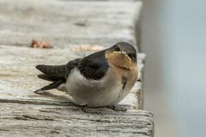 Bienvenido golondrina en australasia foto