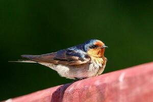 Bienvenido golondrina en australasia foto