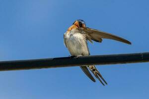 Bienvenido golondrina en australasia foto