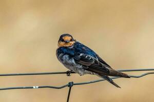 Welcome Swallow in Australasia photo