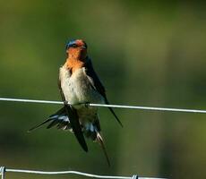 Welcome Swallow in Australasia photo