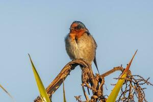 Bienvenido golondrina en australasia foto