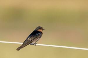 Bienvenido golondrina en australasia foto