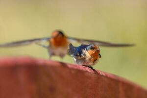 Bienvenido golondrina en australasia foto