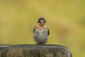 Bienvenido golondrina en australasia foto