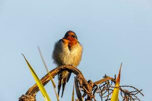 Welcome Swallow in Australasia photo