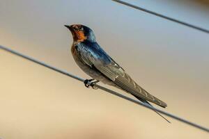 Bienvenido golondrina en australasia foto