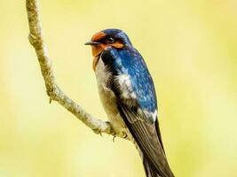 Bienvenido golondrina en australasia foto