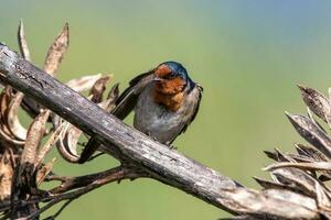 Welcome Swallow in Australasia photo