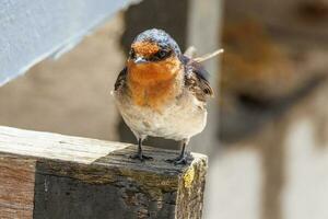 Bienvenido golondrina en australasia foto