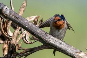 Welcome Swallow in Australasia photo