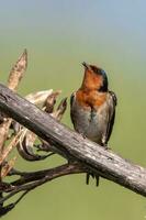 Welcome Swallow in Australasia photo