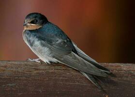 Bienvenido golondrina en australasia foto