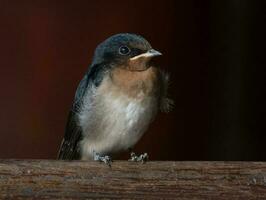 Bienvenido golondrina en australasia foto