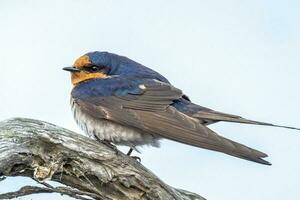 Welcome Swallow in Australasia photo