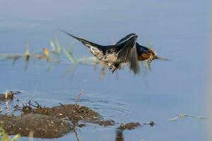 Bienvenido golondrina en australasia foto