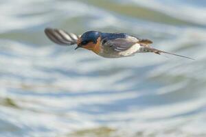 Bienvenido golondrina en australasia foto