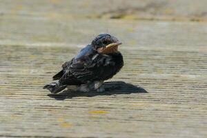 Bienvenido golondrina en australasia foto