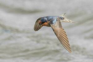 Welcome Swallow in Australasia photo