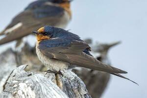 Bienvenido golondrina en australasia foto