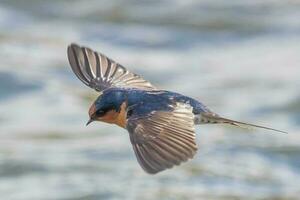 Welcome Swallow in Australasia photo