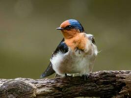 Welcome Swallow in Australasia photo