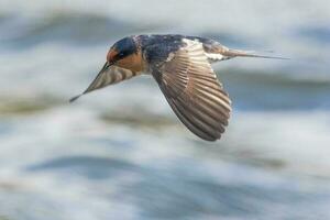 Welcome Swallow in Australasia photo