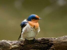 Bienvenido golondrina en australasia foto