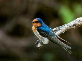 Bienvenido golondrina en australasia foto