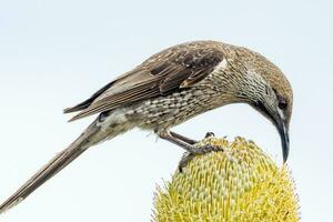 Western Wattlebird in Australia photo