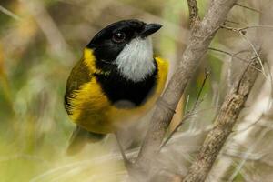 Western Whistler in Australia photo