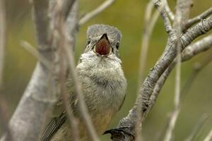 Western Whistler in Australia photo