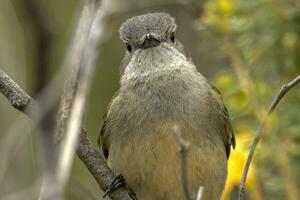 Western Whistler in Australia photo