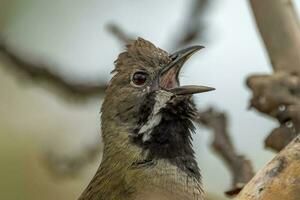 Western Whipbird in Australia photo