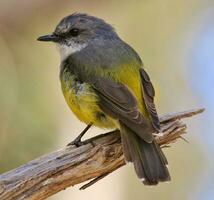 occidental amarillo Robin foto