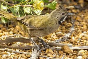 Western Whipbird in Australia photo