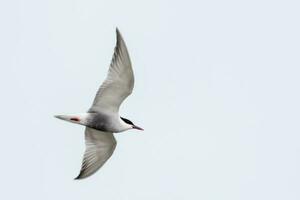 Whiskered Tern in Australia photo