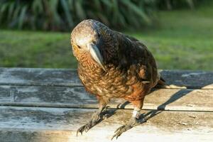 North Island Kaka Parrot photo