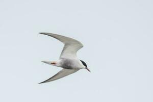 Whiskered Tern in Australia photo
