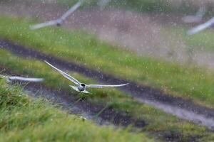 Whiskered Tern in Australia photo