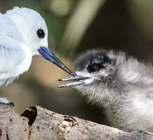 blanco golondrina de mar en Australia foto