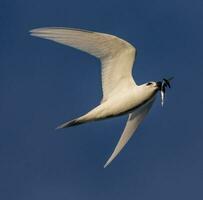 White Tern in Australia photo