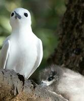 blanco golondrina de mar en Australia foto