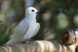 White Tern in Australia photo