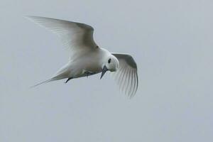 White Tern in Australia photo