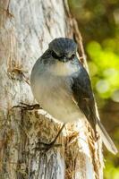 White-breasted Robin in Australia photo