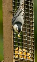 White-breasted Nuthatch in USA photo