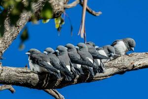 White-breasted Woodswallow in Australia photo