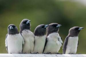 White-breasted Woodswallow in Australia photo