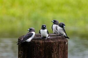 de pecho blanco golondrina en Australia foto